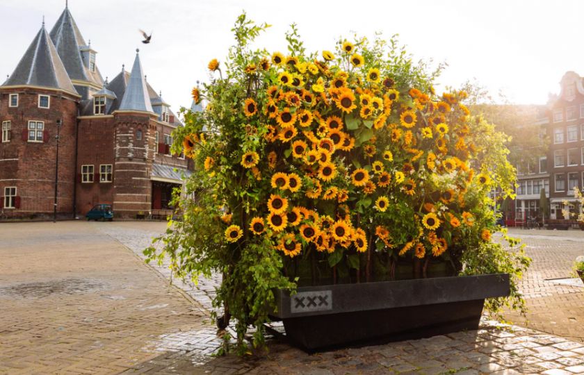 Van+Gogh+Museum%3A+Sunflower+Flash+Amsterdam